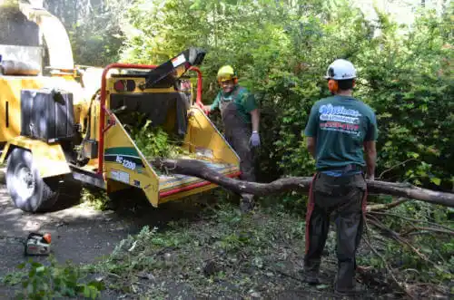 tree services Exeter